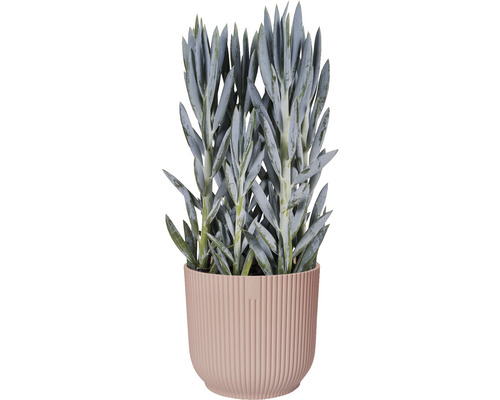 Séneçon sur fond de pot de fleurs