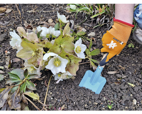 Eine Person pflanzt mit einer Kelle und Gartenhandschuhen eine Christrose im Garten.