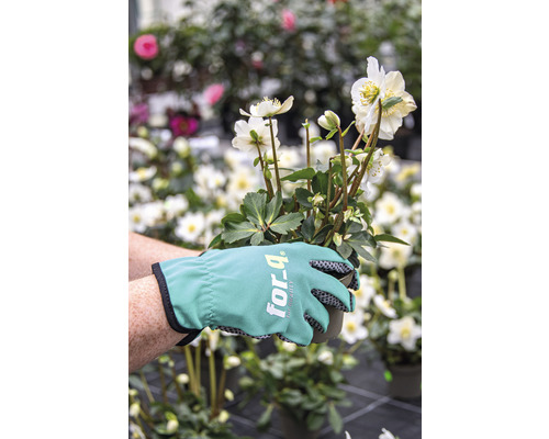 Une personne tient une rose de Noël en pot avec des gants de jardin.