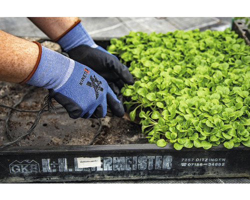 Gärtner mit KinetiXx Arbeitshandschuhen beim Anpflanzen von Salatsetzlingen in einer Anzuchtbox