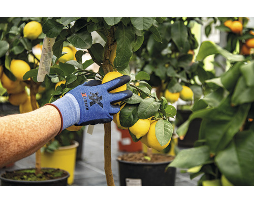 Eine Person mit Gartenhandschuhen pflückt Zitronen von einem Zitronenbaum.
