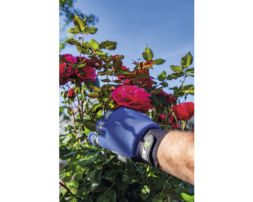 Eine Hand mit Gartenhandschuh pflückt eine rote Rose vom Rosenstrauch.