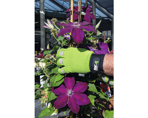 Clématite avec gant de jardin