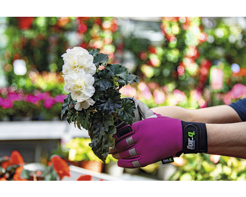Person hält Topf mit weißer Begonie mit Gartenhandschuhen.