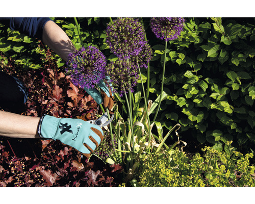 Gartenarbeit mit Handschuhen und Gartenschere an Zierlauch