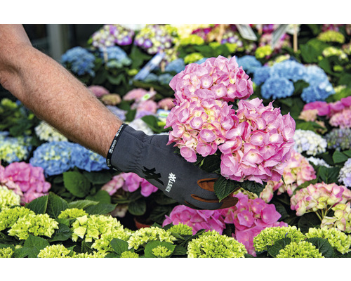 Eine Person hält eine rosa Hortensie im Garten.
