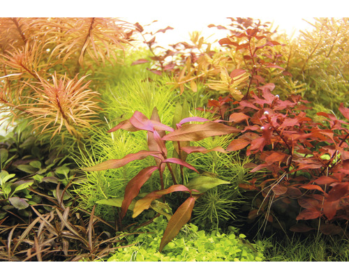 Nahaufnahme von verschiedenen Aquarium Pflanzen.