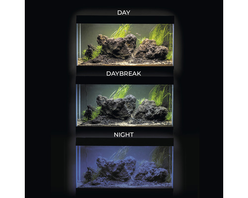 Trois aquariums présentent différentes conditions d''éclairage : jour, aube et nuit.