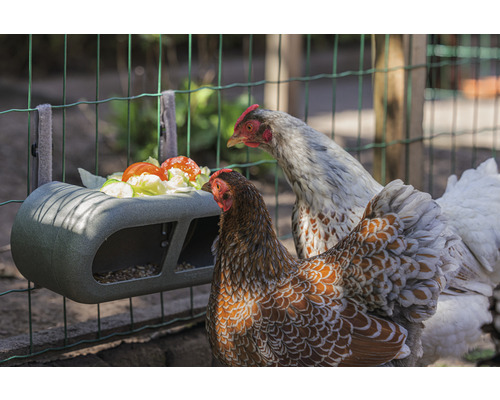 Zwei Hühner vor einem Futtertrog mit Salat und Tomaten.