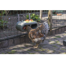 Hühner Futtertrog Feeder beeztees Grau 30 x 14 x 13 cm recycelter Kunststoff-thumb-9