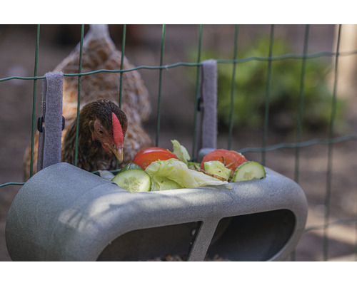 Hühnerfutterraufe mit Salat, Tomaten und Gurken im Hühnerstall mit Hühnern