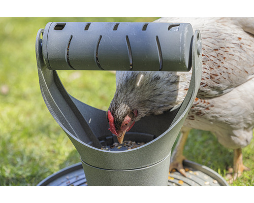 Hühnerfutterautomat mit einer Henne, die Futter aufpickt