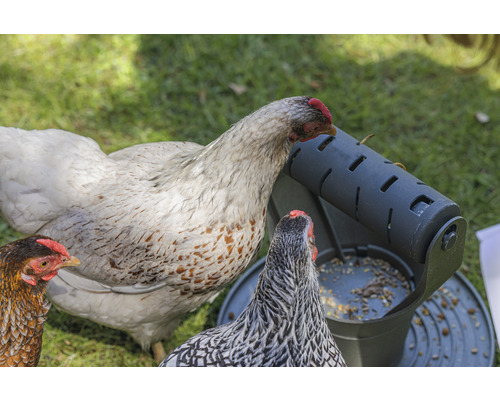 Hühner fressen aus einem Futterautomaten im Garten.