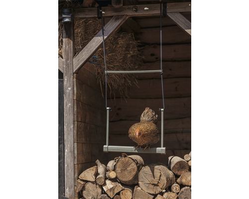 Henne sitzt auf einer Schaukel vor einem Holzstapel in einem Holzverschlag.