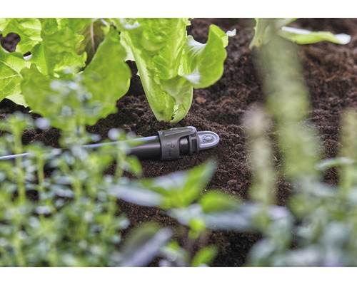 Arrosage goutte à goutte dans le jardin potager entre les salades
