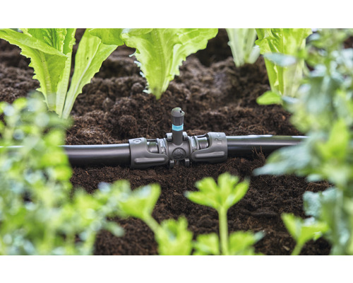 Système d''irrigation avec goutteur dans une plate-bande entre des plantes