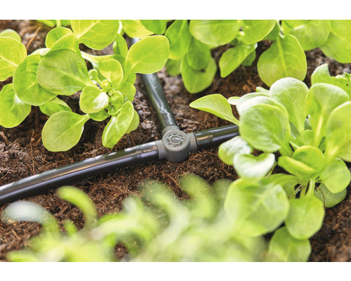 Système d''irrigation goutte à goutte dans le jardin avec des plantes