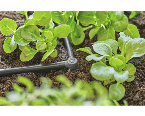 Système d''irrigation avec plants de salade dans le jardin