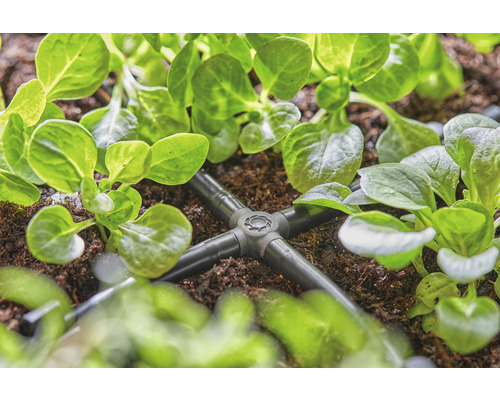 Système d''irrigation avec distributeur entre les plantes du jardin