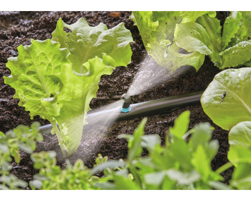 Système d''irrigation en cours d''utilisation entre les plants de salade dans une plate-bande.