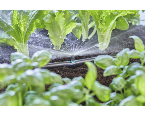 Système d''irrigation avec de la laitue et du basilic dans le jardin