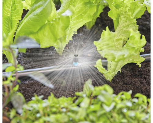 Système d''irrigation dans le jardin avec des plants de salade