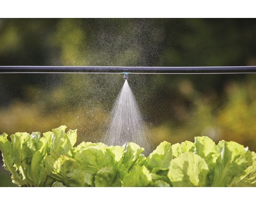 Système d''irrigation avec tuyau d''égouttement et plants de salade