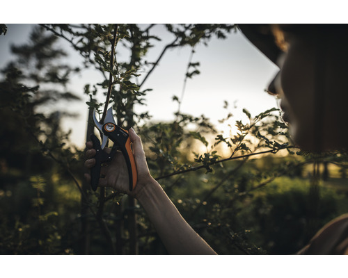 Eine Person beschneidet einen Baum mit einer Gartenschere.