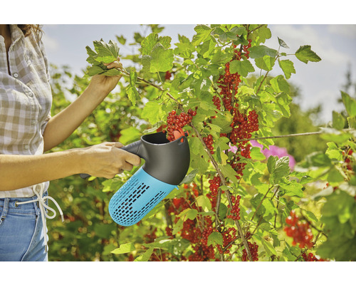 Frau erntet rote Johannisbeeren mit einer Beerenpflückhilfe im Garten.