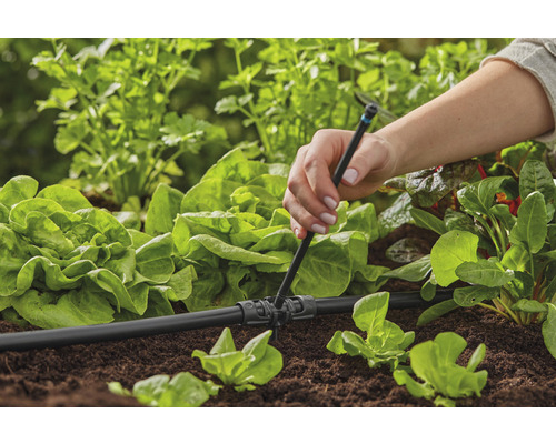 Installation d''un système d''irrigation dans le jardin pour approvisionner en eau les plantes de laitue