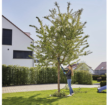 Une femme taille un arbre avec un sécateur dans le jardin.