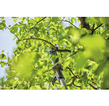 Astschere im Einsatz an einem Baum