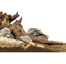 Aquarium Dekoration mit Wurzelholz, Steinen, Kies, Bodengrund und Düngekapseln