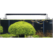 Eingerichtetes Aquarium mit Dennerle Lampe, Wasserpflanzen und Fischen