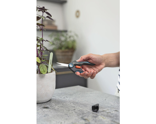 Sécateur pour couper le basilic en pot