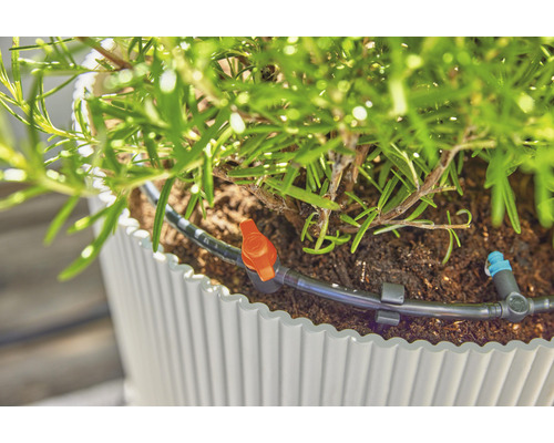 Plante dans un pot avec système d''irrigation