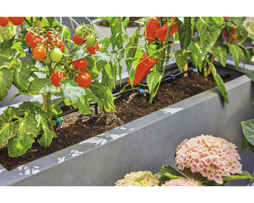 Jardinière surélevée avec plants de tomates, plants de poivrons et système d''irrigation