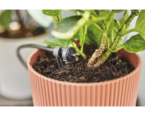 Arrosage goutte à goutte pour plantes en pot en utilisation