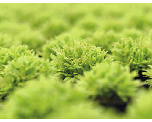 Nahaufnahme von Teichlebermoos