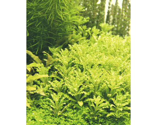 Aquariumpflanzen im Detail