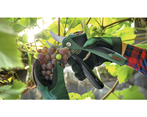 Person schneidet Weintrauben mit einer Akku-Gartenschere von Bosch.