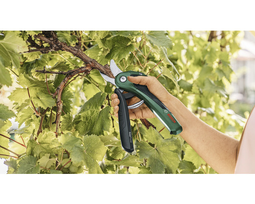 Eine Person schneidet mit einer Akku Gartenschere einen Rebstock.