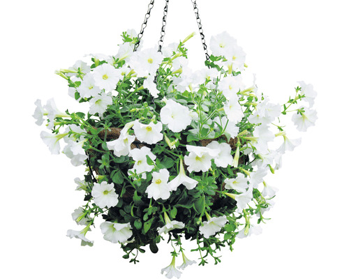 Suspension avec pétunias blancs et chaîne