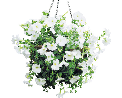 Suspension florale avec pétunias blancs