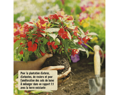 Une main tient une plante impatiente rouge devant un jardin