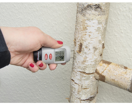 Eine Person misst die Holzfeuchte eines Birkenstamms mit einem Feuchtigkeitsmessgerät.