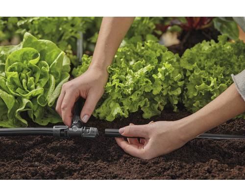Installation d''un système d''irrigation pour le jardin avec des plants de salade