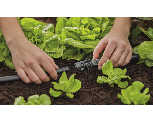Arrosage de jardin avec tuyau goutte à goutte et pièce de réglage dans le potager
