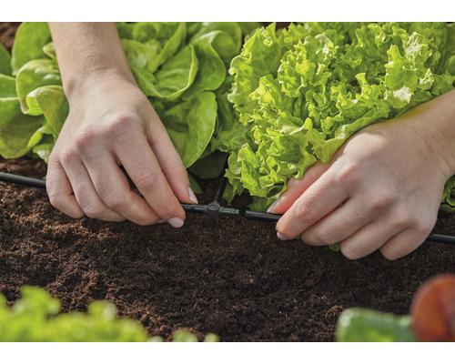 Installation d''un système d''irrigation dans un potager avec des salades