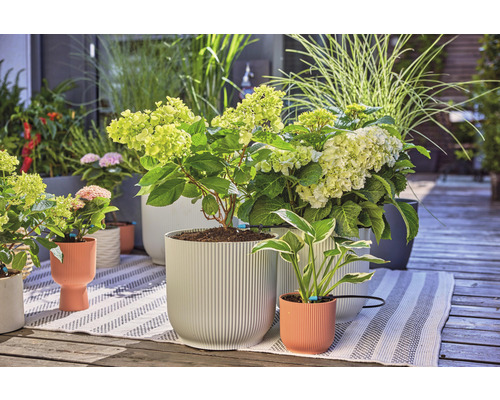 Scène avec des hortensias et des graminées ornementales dans des pots de fleurs sur une terrasse.